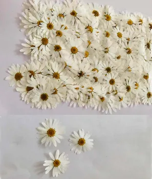 Настоящие 120шт Прессованные Высушенные Белые Цветочные растения аргирантемы, Гербарий для изготовления ювелирных изделий из эпоксидной смолы, макияж для лица, нейл-арт, рукоделие